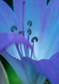 Close-up of purple flowering plant