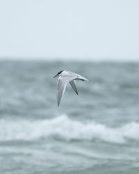 Hunting tern flying over sea against sky