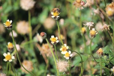 Close-up of yellow flowers blooming in field