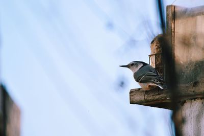 Low angle view of bird perching against sky