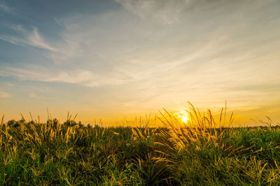 Crops growing on field against sky during sunset