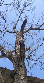 Low angle view of bare tree against clear blue sky