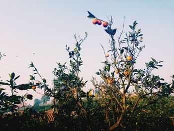 Low angle view of birds flying in sky