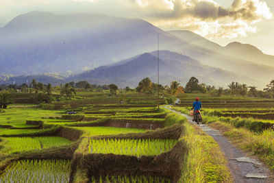 Greet the morning with enthusiasm on the road to the rice fields in the bright sunshine