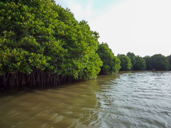 Scenic view of river amidst trees in forest against sky
