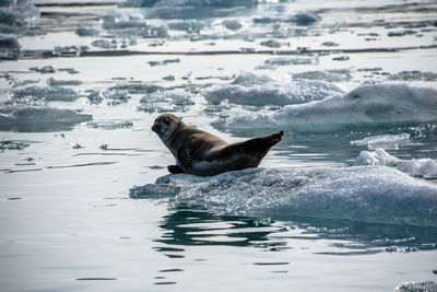 Penguin swimming in lake