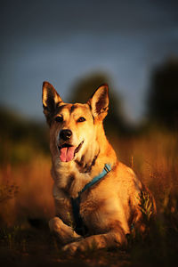 Portrait of dog sitting on field