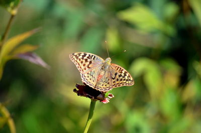 Close-up of butterfly pollinating on flower