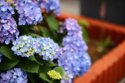 Close-up of purple hydrangea flowers