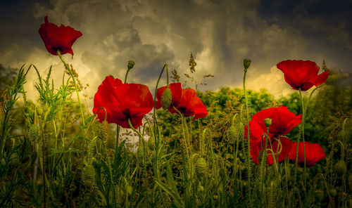 Close-up of red poppy flowers on field against sky