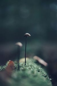 Close-up of mushroom growing on land