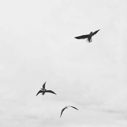 Low angle view of kite flying in sky