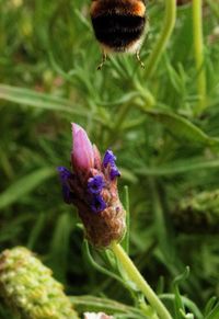 Close-up of flower growing on plant