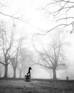 Man on bare tree against sky