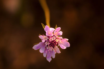 Close-up of pink flower