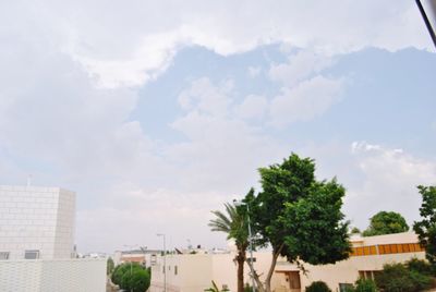 Palm trees against sky in city