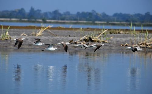 Ducks in a lake