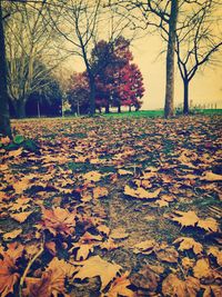 Autumn leaves on tree trunk