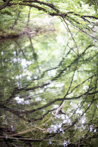 Low angle view of trees in forest