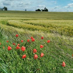 Poppies growing on field against sky