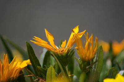 Close-up of yellow flowering plant