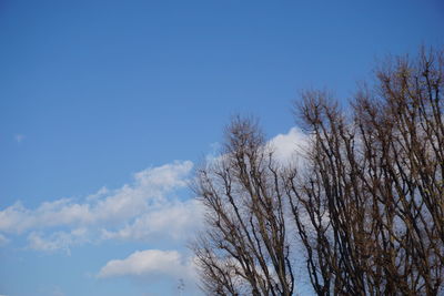 Low angle view of bare trees against blue sky