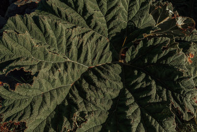 Full frame shot of plants