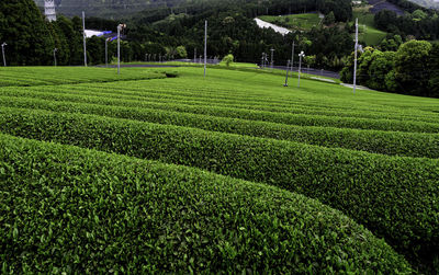 Scenic view of agricultural field