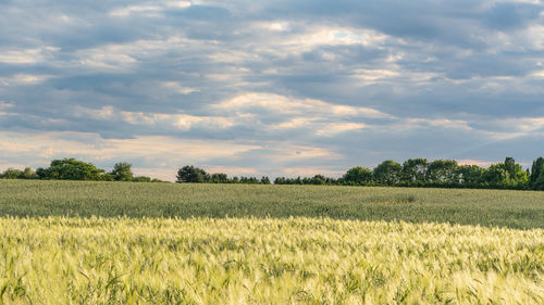 Scenic view of agricultural field against sky