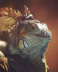 Close-up of iguana on rock