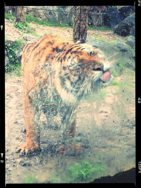 transfer print, animal themes, auto post production filter, one animal, wildlife, mammal, animals in the wild, tree, day, outdoors, field, zoo, no people, nature, close-up, safari animals, tree trunk, animal head, standing, zoology