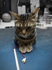 Portrait of a cat on table