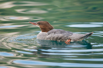 Duck swimming in lake