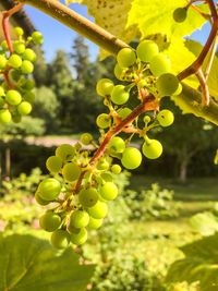 Close-up of fruit growing on tree