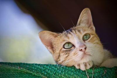 Close-up portrait of a cat