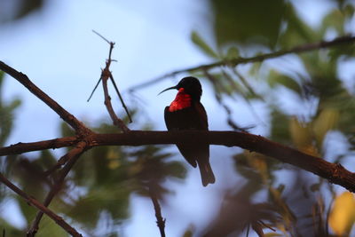 Low angle view of bird perching on branch