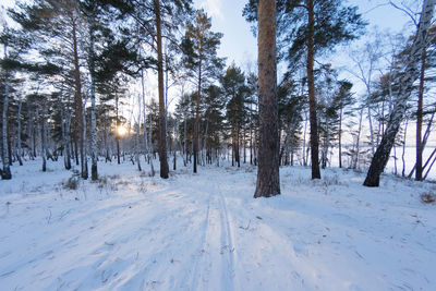 Trees on snow covered landscape