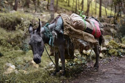 Full length of a donkey on the field carrying heavy bags of cement.