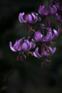 Close-up of honey bee on purple flowers