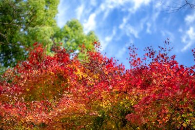 Low angle view of red flowering plants against sky