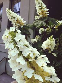 Close-up of white hydrangea flowers