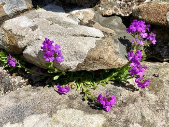 High angle view of pink flowers on rock