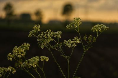 Close-up of flowering plant on field