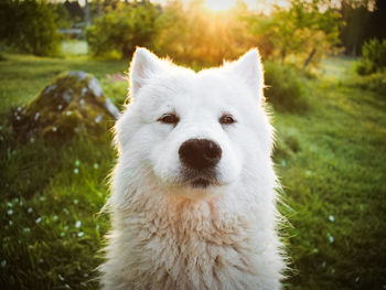 Portrait of white dog on field