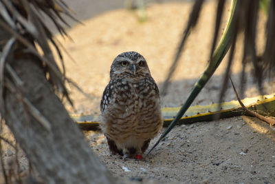 Bird perching on wood