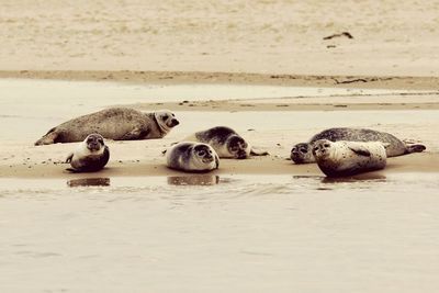 Seals on sand at beach