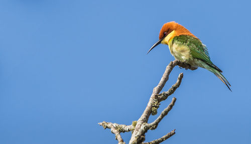 Low angle view of bird perching on tree against clear blue sky