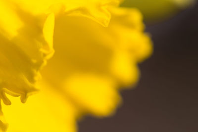 Close-up of flower against blurred background