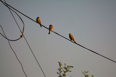 Low angle view of birds perching on cable against sky