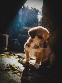 Portrait of puppy